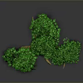 Lush Green Leafy Tree With Curved Trunk Exposed Roots And Gray Background