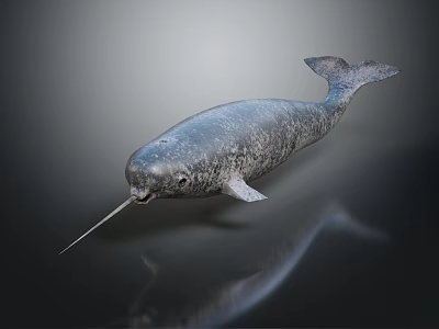 Narwhal Marine Animal With Long Spiral Tusk On Dark Background With Reflection 3d model