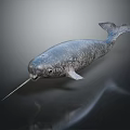 Narwhal Marine Animal With Long Spiral Tusk On Dark Background With Reflection
