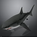 Gray Shark 3D Model with Open Mouth and Red Interior on Dark Background