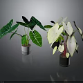 Potted Indoor Plants with Green White Veined and White Red Veined Leaves for Decoration