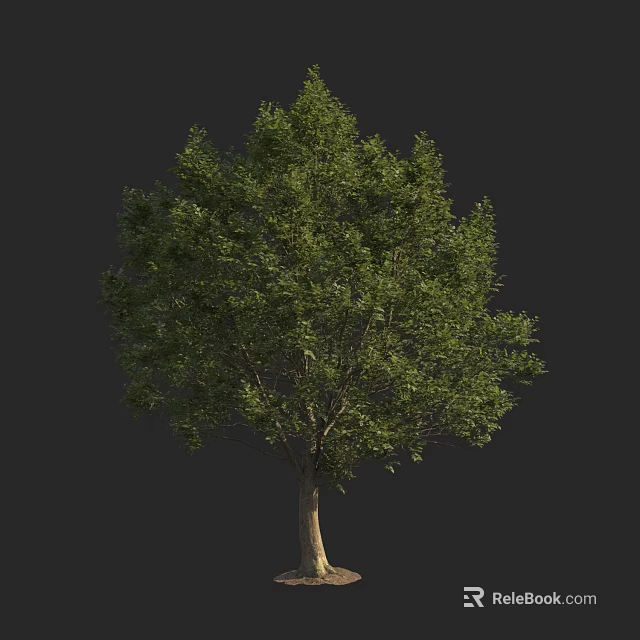 Tall Arbor With Lush Green Foliage And Strong Trunk Isolated On Dark Background 3d model 
