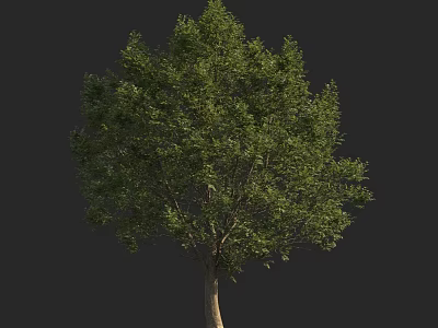 Tall Arbor With Lush Green Foliage And Strong Trunk Isolated On Dark Background 3d model