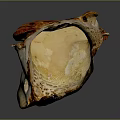 Vibrant Orange And White Mushroom With Detailed Texture And Unique Shape