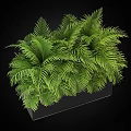Bonsai Potted Plant With Lush Green Fern Like Leaves In Black Square Planter