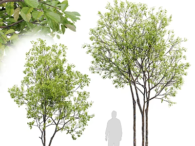 Tall Arbor Trees With Lush Green Foliage And Human Silhouette For Size Comparison 3d model