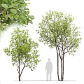 Tall Arbor Trees With Lush Green Foliage And Human Silhouette For Size Comparison