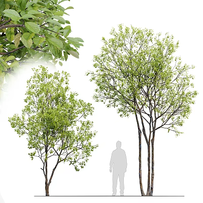 Tall Arbor Trees With Lush Green Foliage And Human Silhouette For Size Comparison 3d model