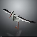 White Stork With Black Wings Red Beak And Spread Wings On Gray Background