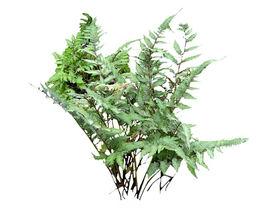 Lush Green Fern Plants With Feathery Leaves And Natural Foliage 3d model