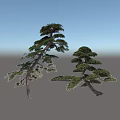 Unique Pine Arbor Trees With Curved Trunk And Layered Branches Lush Foliage 3d model