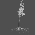 Tall Single Tree With Straight Trunk Green Leaves Branches And Exposed Roots