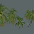 Palm Trees In Various Sizes With Green Fronds And Brown Trunks