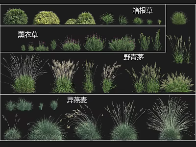 Different Types of Garden Grasses Including Hakone Grass Lavender Wild Bluegrass and Wild Oat 3d model