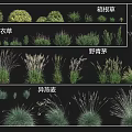 Different Types of Garden Grasses Including Hakone Grass Lavender Wild Bluegrass and Wild Oat