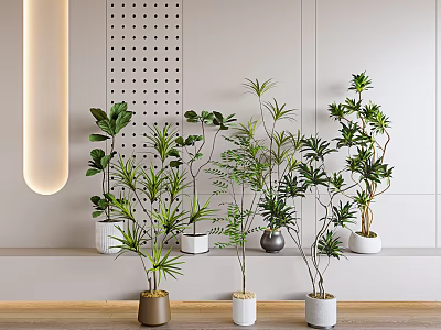 Bonsai Potted Plants In Modern Interior Design With Different Planters And Decorative Wall Features 3d model