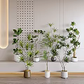 Bonsai Potted Plants In Modern Interior Design With Different Planters And Decorative Wall Features