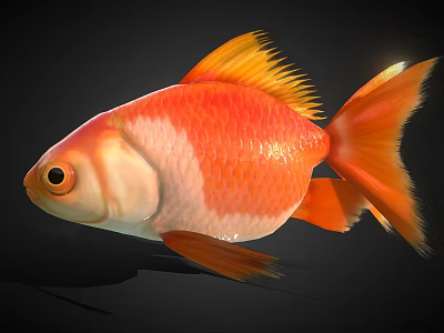 Vibrant Orange And White Goldfish With Bright Fins And Flowing Tail On Black Background 3d model