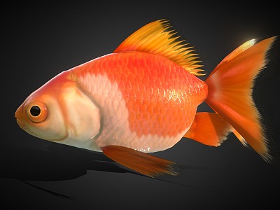 goldfish koi ornamental fish model