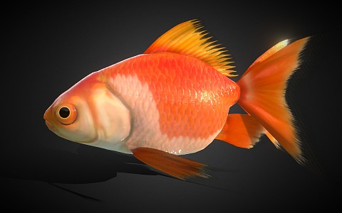 goldfish koi ornamental fish 3d model