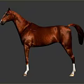 Red Horse Standing On Gray Background With Reflection In Studio Lighting