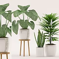 Various Potted Houseplants With Large Green Leaves In White Pots And Wooden Stand