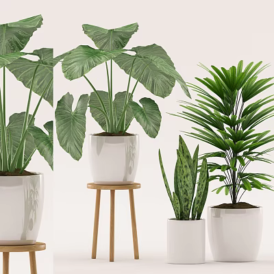 Various Potted Houseplants With Large Green Leaves In White Pots And Wooden Stand 3d model