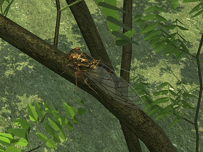 modern cicada model