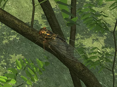 Cicada Flying Insect Perched On Tree Branch With Transparent Wings And Green Leaves 3d model