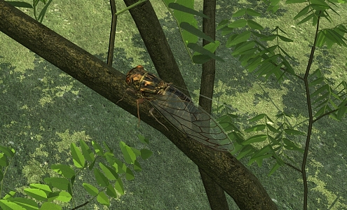 modern cicada 3d model