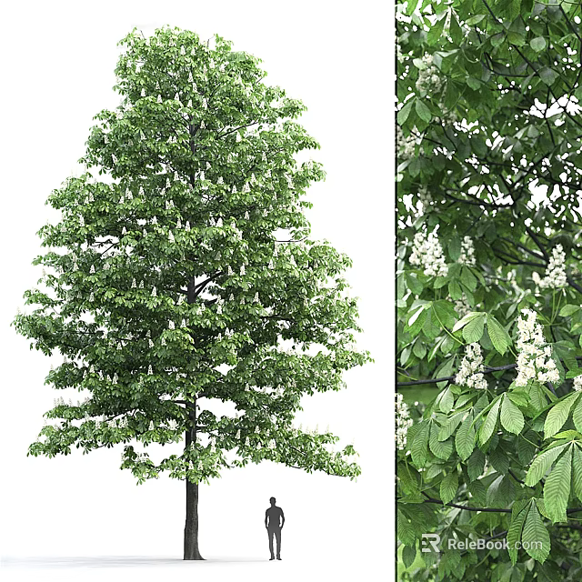 Tree with Lush Green Foliage and White Flowers Full View and Close-up 3d model 