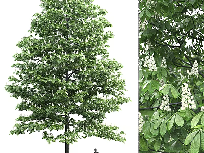 Tree with Lush Green Foliage and White Flowers Full View and Close-up 3d model