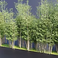 Lush Green Bamboo Forest With Tall Poles And Thick Leaves On Grass