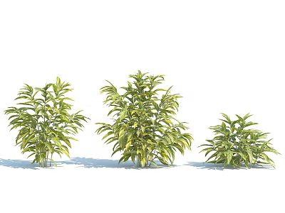 Decorative Garden Shrubs In Three Sizes With Green And Yellow Leaves 3d model