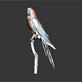 Vibrant Colorful Parrot with Detailed Feathers Perched on Wooden Branch Against Gray Background