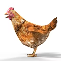 Brown Hen With Red Comb Standing On White Background And Detailed Feathers