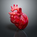 Heart Heart Human Heart Heart Anatomical Organs Human Organs Human Body 3d model