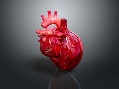 Heart Human Heart Anatomical Organs Human Organs Human Body 3d model