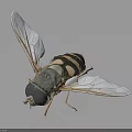 Black and white striped fly with transparent wings perched on black background