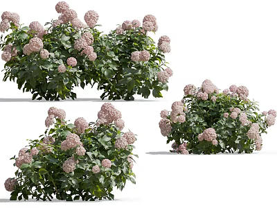 Blooming Hydrangea Bushes With Pastel Pink And White Flowers And Lush Green Leaves In Garden 3d model