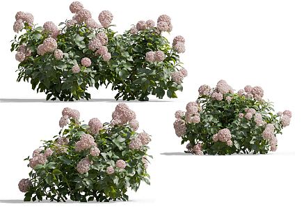 Modern Hydrangea Flower 3d model