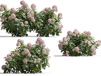 Modern Hydrangea Flower 3d model