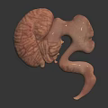 Detailed 3D Human Anatomical Organ Model With Realistic Texture On Dark Background