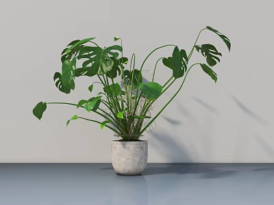 Indoor Monstera Potted Plant With Green Leaves In Light Colored Pot 3d model