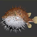 Orange And White Pufferfish With Spines And Yellow Eyes In Water