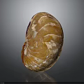 Nautilus Spiral Shell With Orange And White Texture On Dark Background