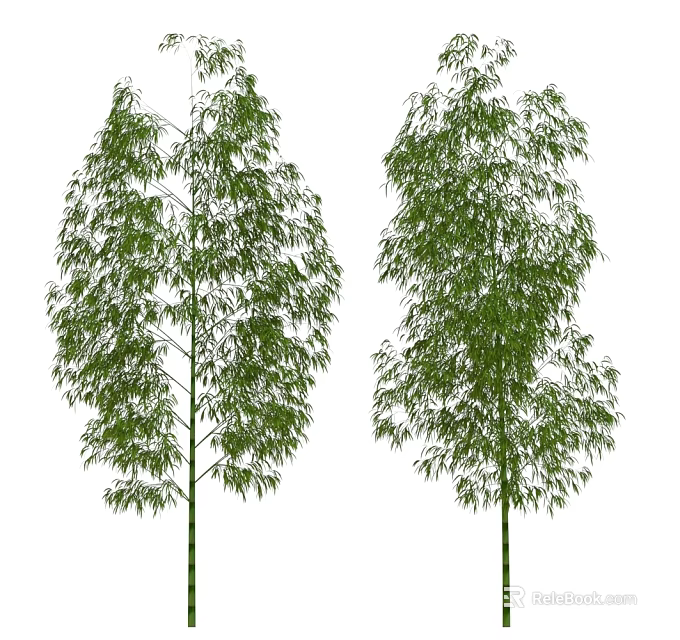 Tall Green Bamboo Trees With Lush Leaves Isolated On White Background 3d model