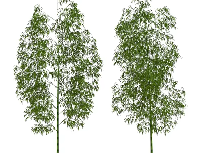 Tall Green Bamboo Trees With Lush Leaves Isolated On White Background 3d model
