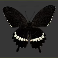 Black Butterfly With White Spots On Wings Against Gray Reflective Background