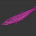 Whole Fresh Fish With Yellow Eye And Silver Gray Striped Body On Dark Background